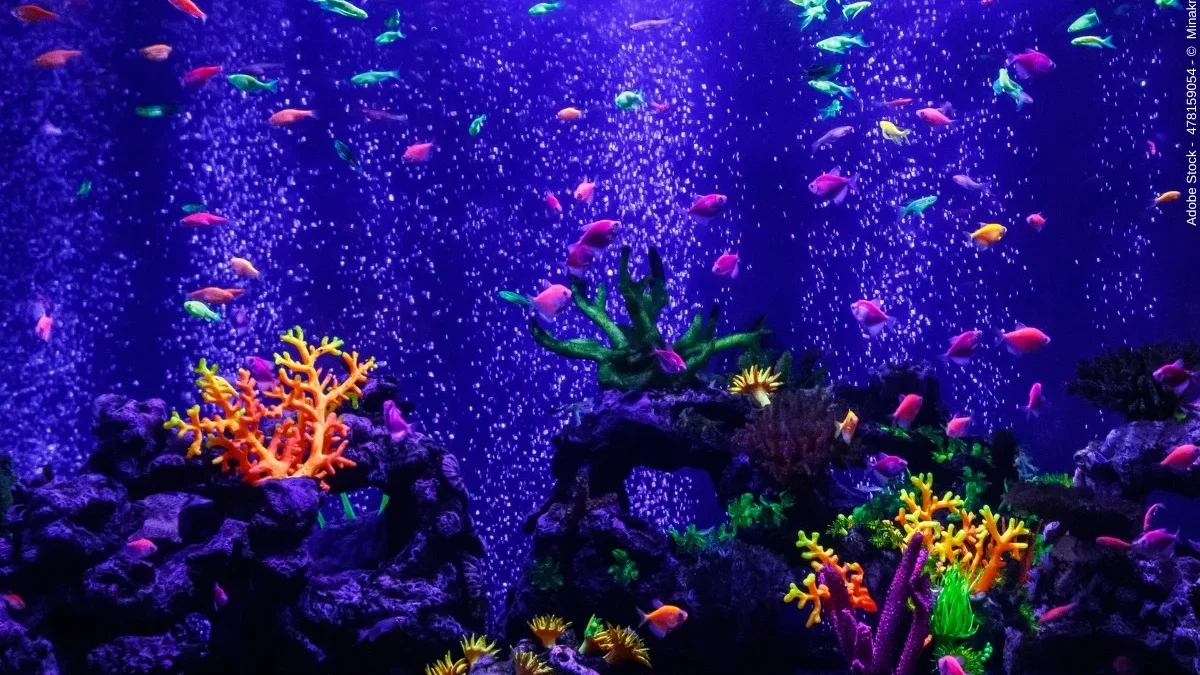 Glückliche Fische dank Aquarium Zubehör – Was braucht man?